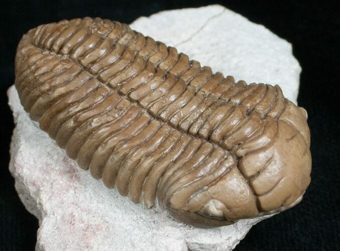 Nice Pliomera Fischeri Trilobite #6452